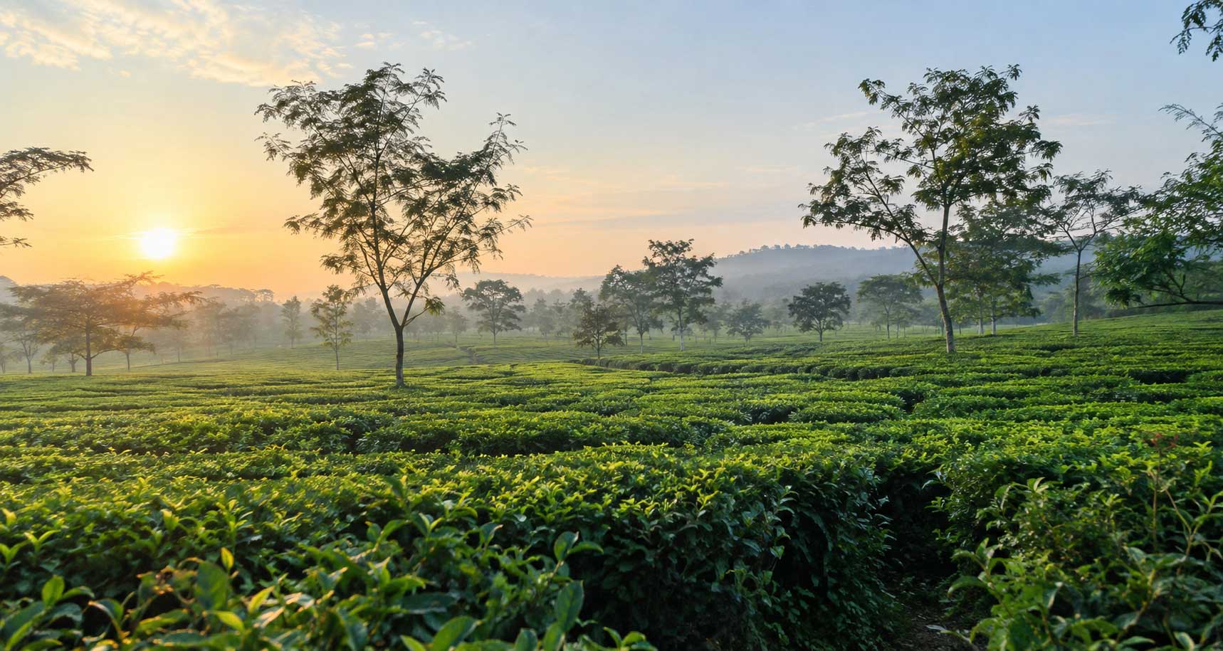 Assam Tea Garden